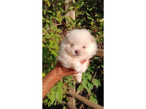 Orijinal pomeranian boo yavrular
