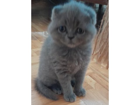 2 aylık scottish fold mama ve tuvalet eğitimi var