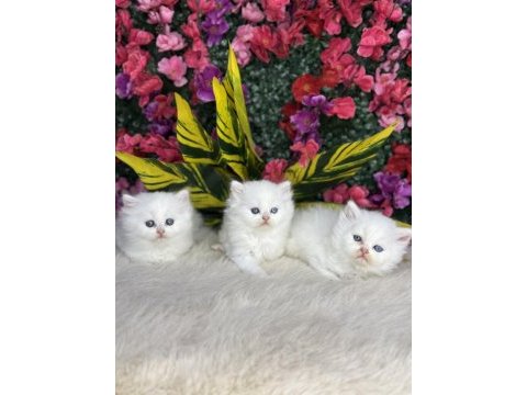 Anne altından safkan yavru kediler