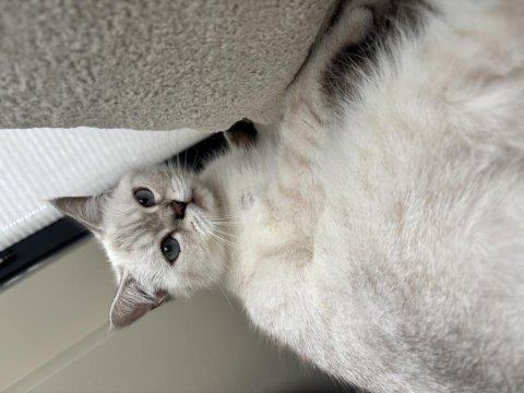 Evlendim eşimin alerji durumundan british shorthair