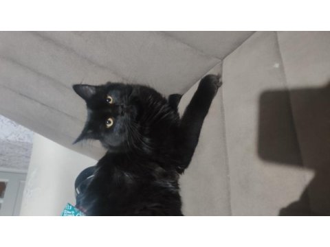 British longhair