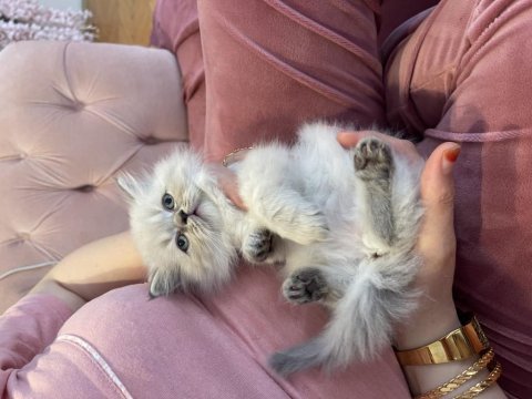 2 aylığa yakın british shorthair