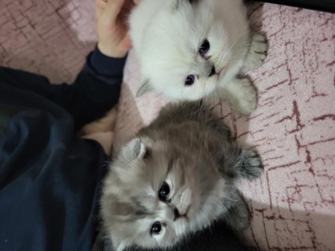 Rezerve british longhair yavrular
