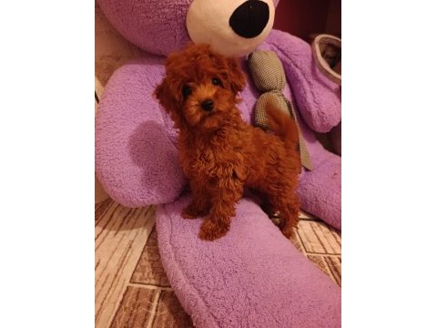 Toy poodle dişi