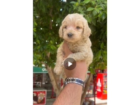 45 50 günlük 3 erkek 1 dişi maltipoo yavrularımız