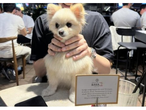 Pomeranian boo yavruları (erkek)