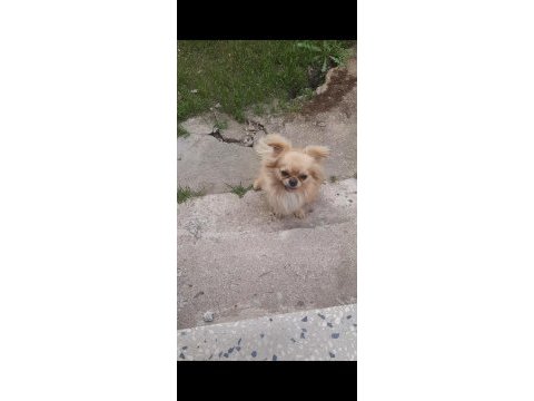 Safkan erkek chihuahua