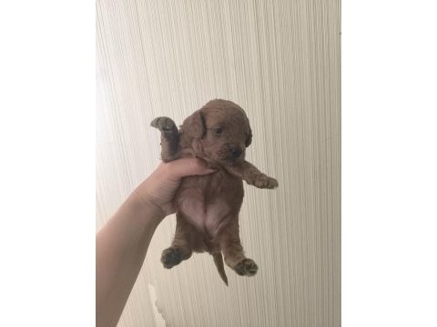 Bir aylık poodle yavrular 15 güne teslime hazır