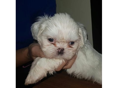 Maltese yavrular