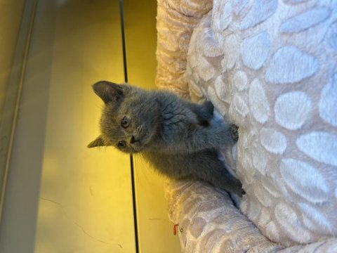 Orjinal british shorthair yavruları