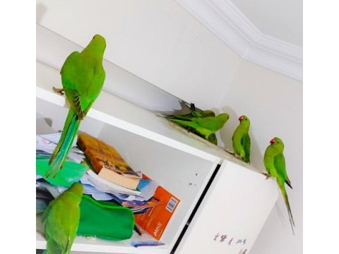 Eğitime açık yavru pakistan papağanları