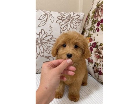 Red dişi maltipoo