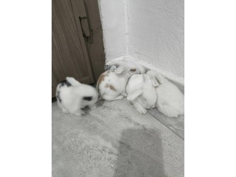 Safkan hollanda lop tavşanı bebekler
