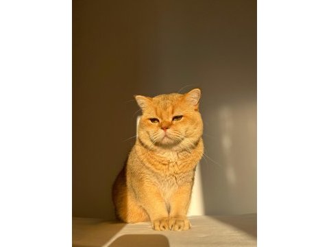 British shorthair golden erkek
