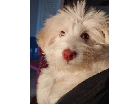 Acil uygun maltese terrier