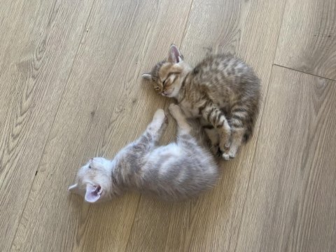 Scottish fold british fold yavrular