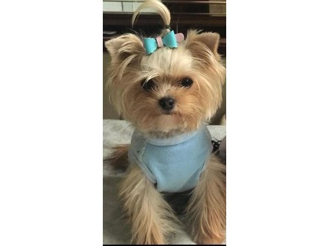 Teacup yorkshire terrier bebekler antalya