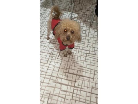 Toy poodle 3 yaşına girecek