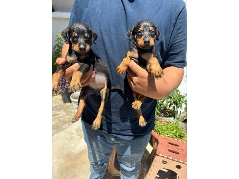 Orjinal doberman yavrularımız