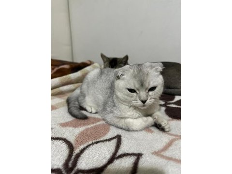 Scottish fold oğluma yuva arıyoruz