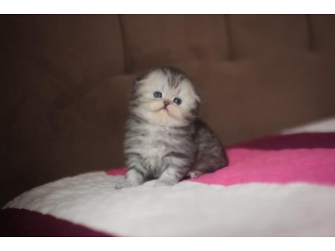 Üst kaliteli dişi scottish fold