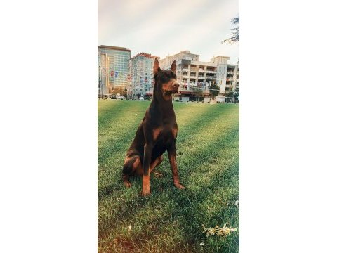 King doberman yavruları