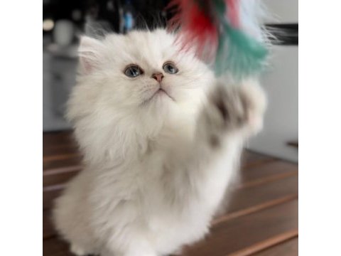 British longhair şov kalite