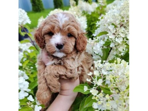 Ev doğumlu maltipoo bebekler