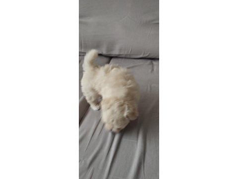 Dişi ve erkek bebek köpekler