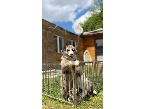 Blue merle border collie yavrular