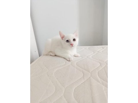 Van kedisi yavrusu 3 aylık erkek