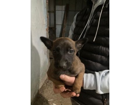 Hırs küpü malinois yavrular