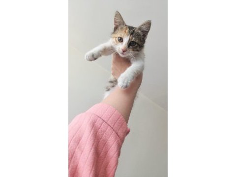 Acil yuva çok oyuncu kedimiz insancıl tam bir bebek