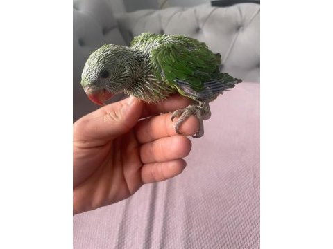 El besleme pakistan papağanı bebekler