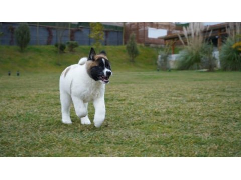 %100 safkan akita yavruları sağlık ve ırk garantili 