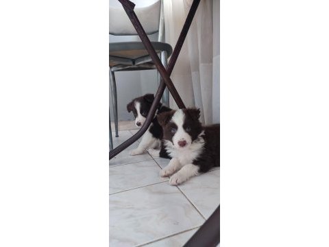 Sağlıklı safkan border collie yavrular