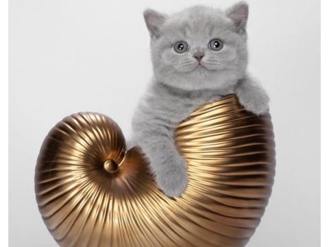 2,5 aylık british shorthair