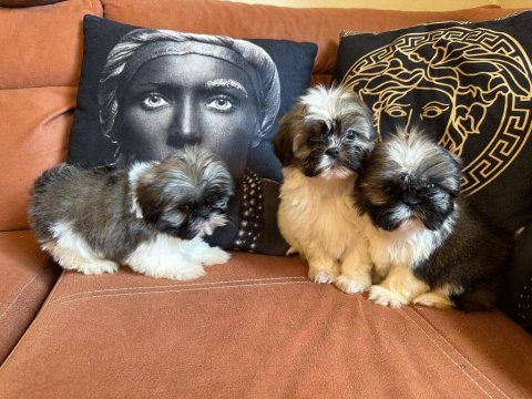 Shih tzu safkan yavrular