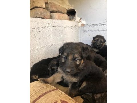 Yüksek kalitede safkan alman kurdu