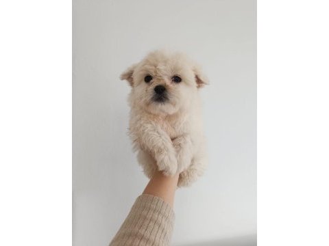 Maltipoo yavru köpekler