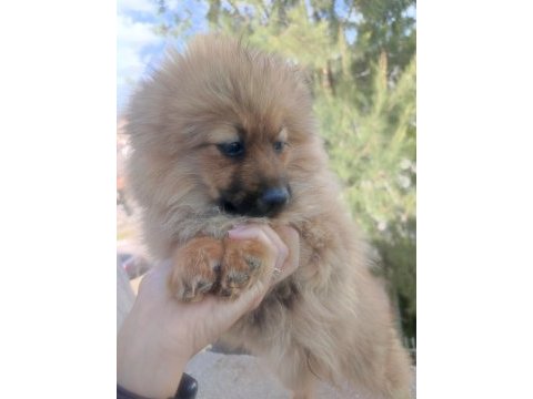 Temel itaat eğitimli pomeranian yavrular