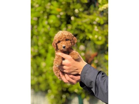 Dişi erkek safkan poodle