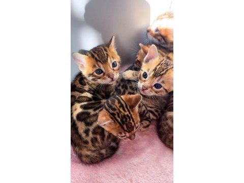 Safkan bengal kedisi yavrular
