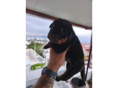 Rottweiler yavruları