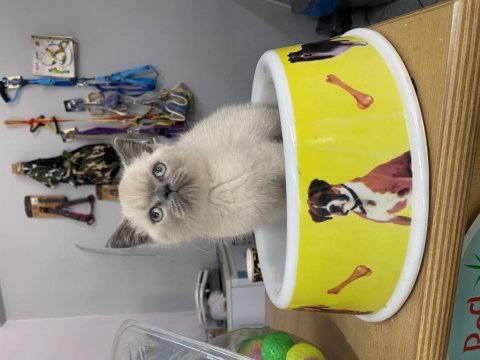 Blue point british shorthair