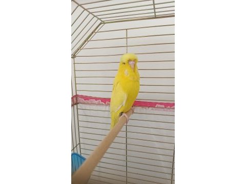 2026 bilezik jumbo lutino muhabbet kuşu