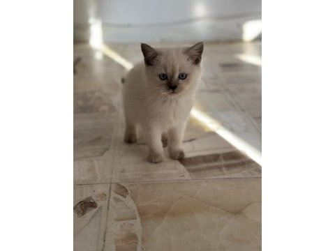 Show kalite british shorthair yavrular