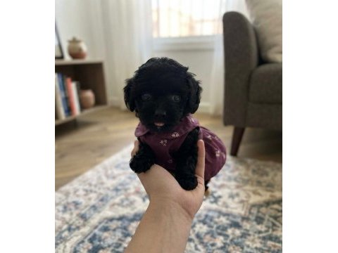 Teacup toy maltipoo minikler