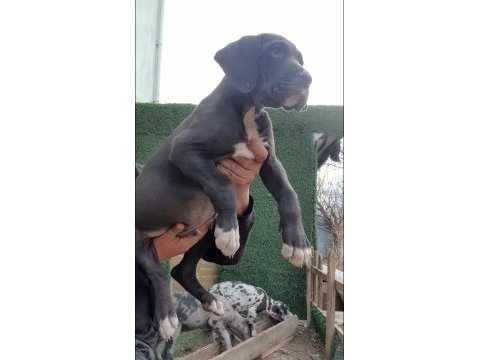 Great dane ( danua a secereli )