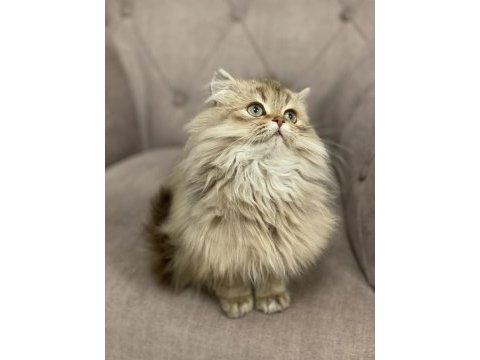 British longhair 4 aylık kedisi